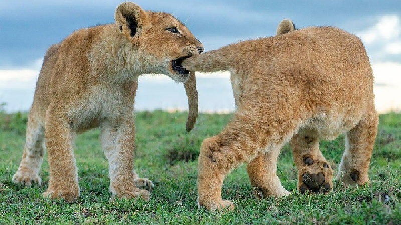 UNFORGATTABLE AFRICA HOME OF BIG FIVE