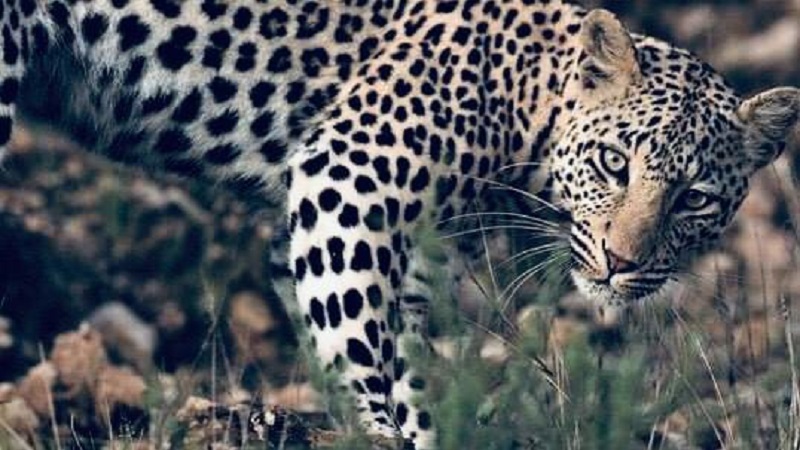 serengeti and ngorongoro