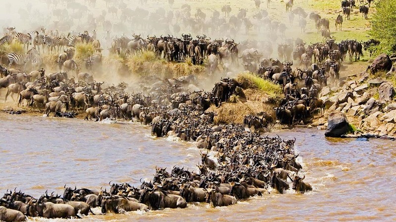 Tanzania worldlife safaris