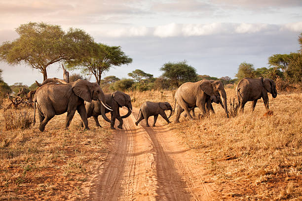 Tanzania worldlife safaris